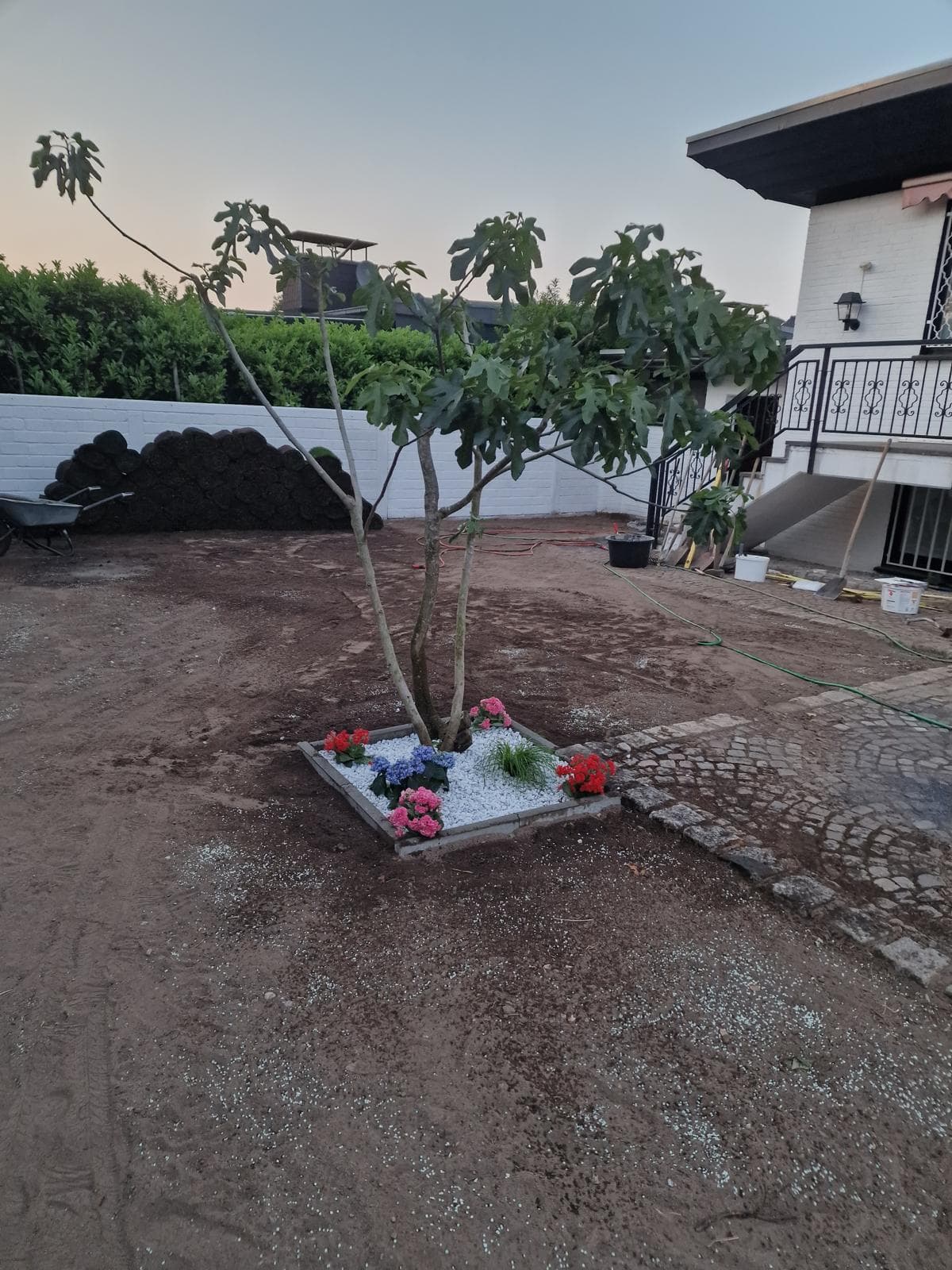 Garten vorher – Baum gepflanzt, Boden noch kahl