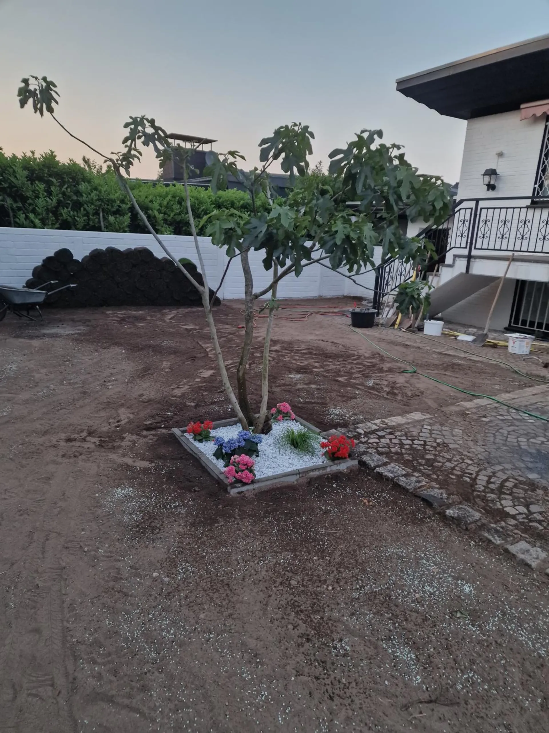 Garten vorher – Baum gepflanzt, Boden noch kahl